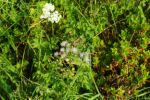 2014-07-05_Laengental-N-Hochweg (794). JPG